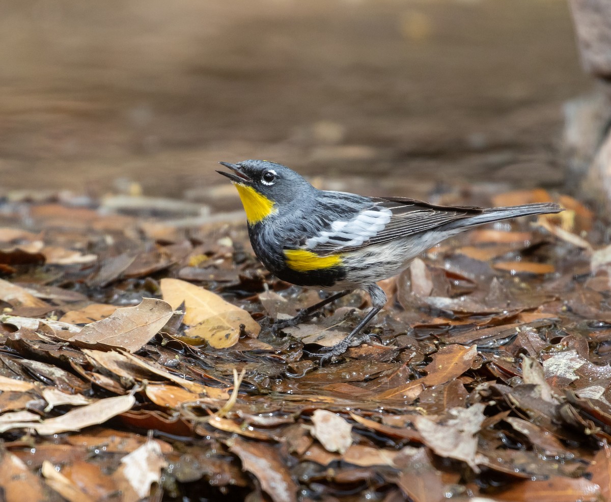 Yellow-rumped Warbler (Audubon's) - ML618730181