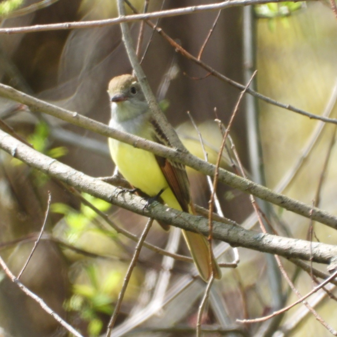 Great Crested Flycatcher - ML618730190