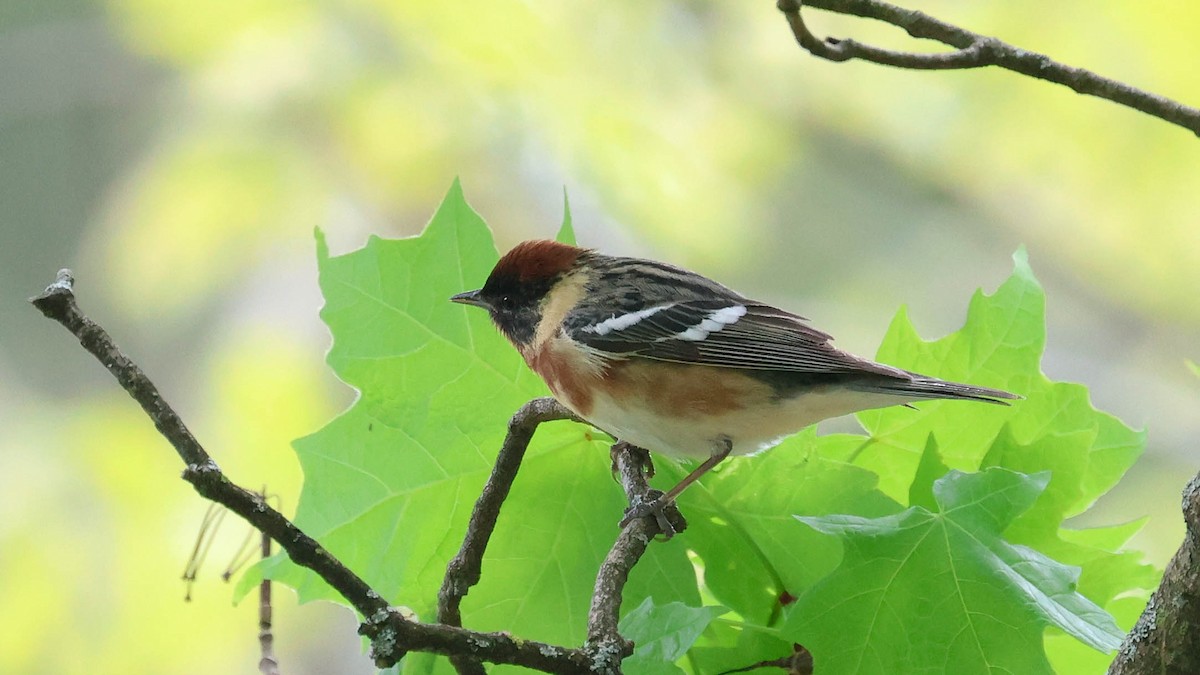 Bay-breasted Warbler - ML618730200