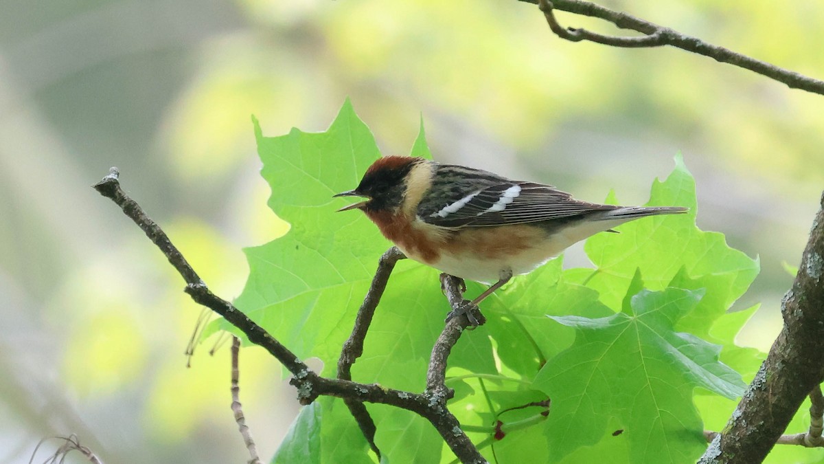 Bay-breasted Warbler - ML618730202