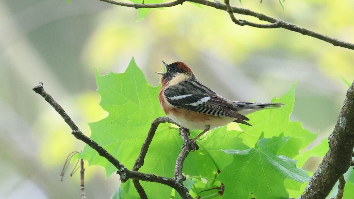 Bay-breasted Warbler - ML618730203