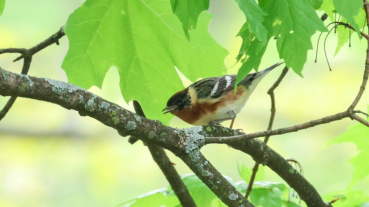 Bay-breasted Warbler - ML618730204