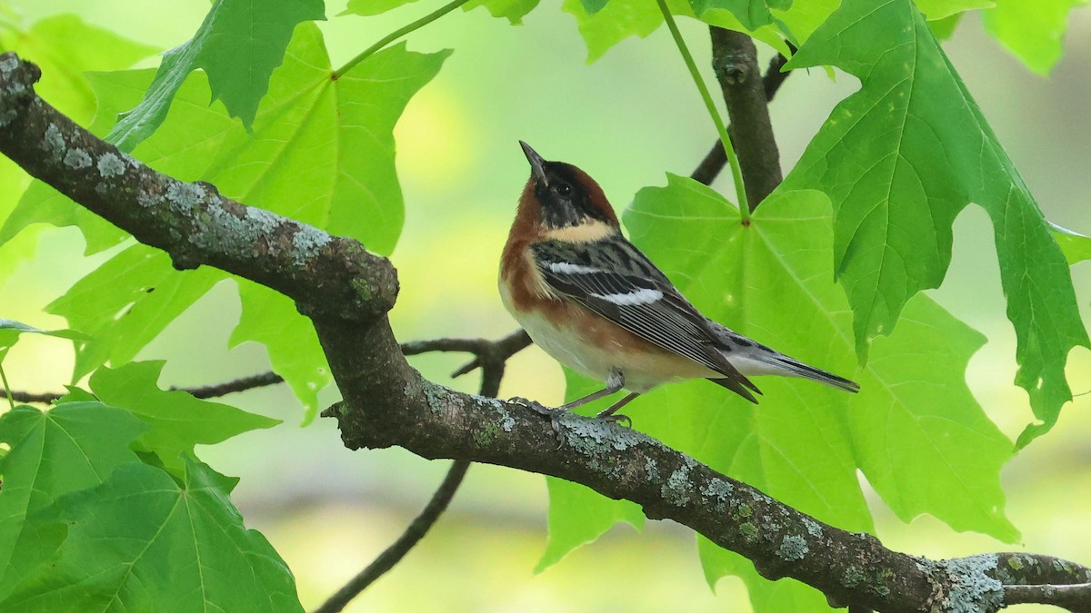 Bay-breasted Warbler - ML618730205