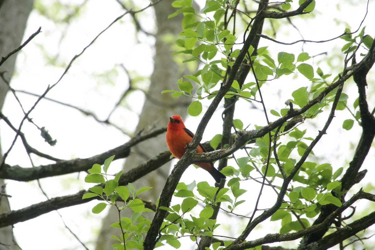 Scarlet Tanager - ML618730223