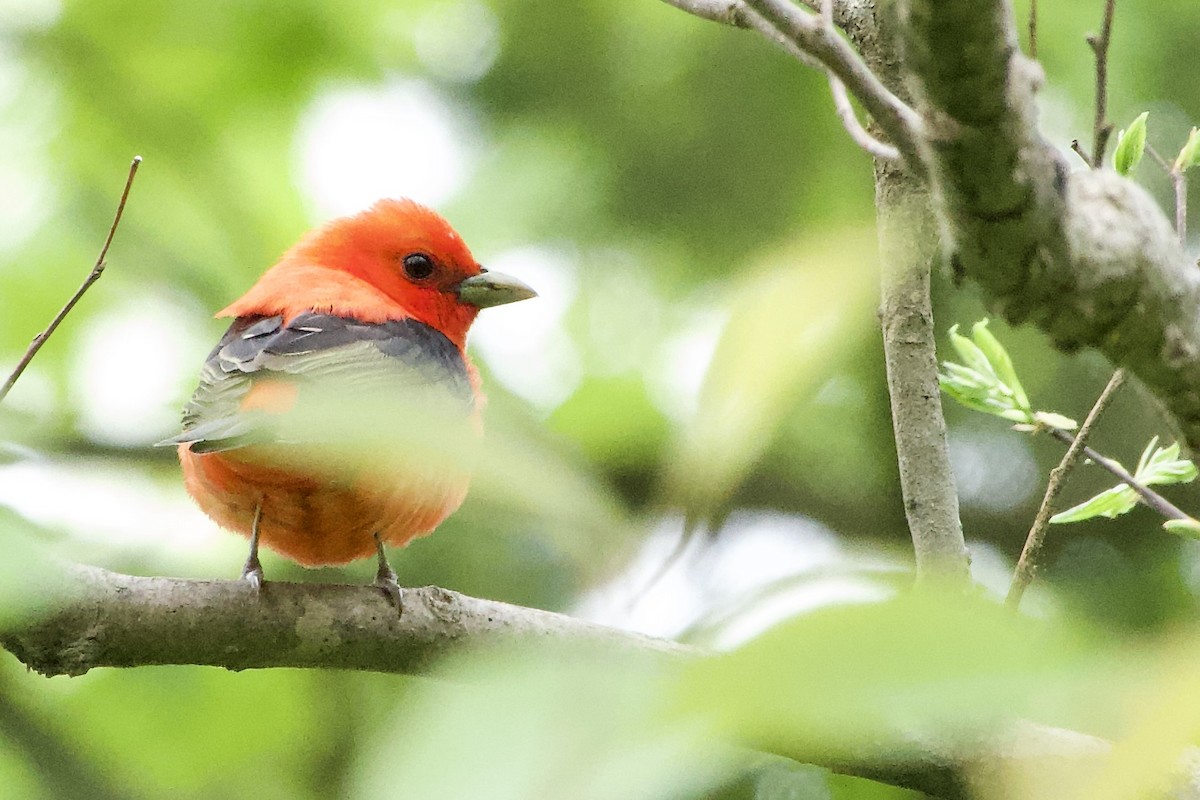 Scarlet Tanager - ML618730224
