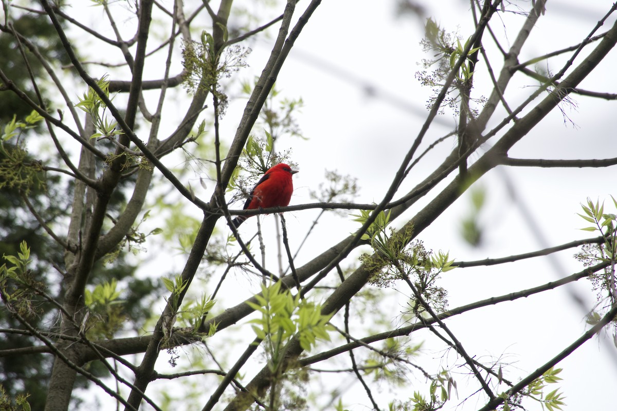 Scarlet Tanager - ML618730225