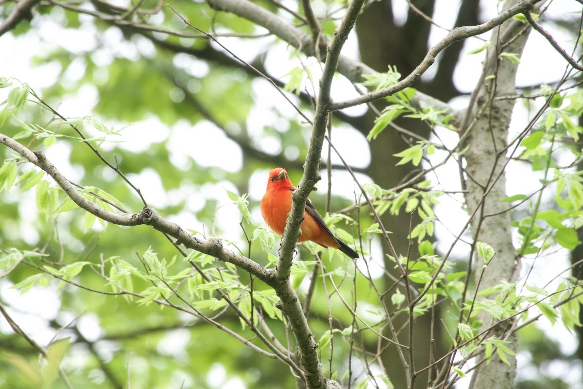Scarlet Tanager - ML618730226
