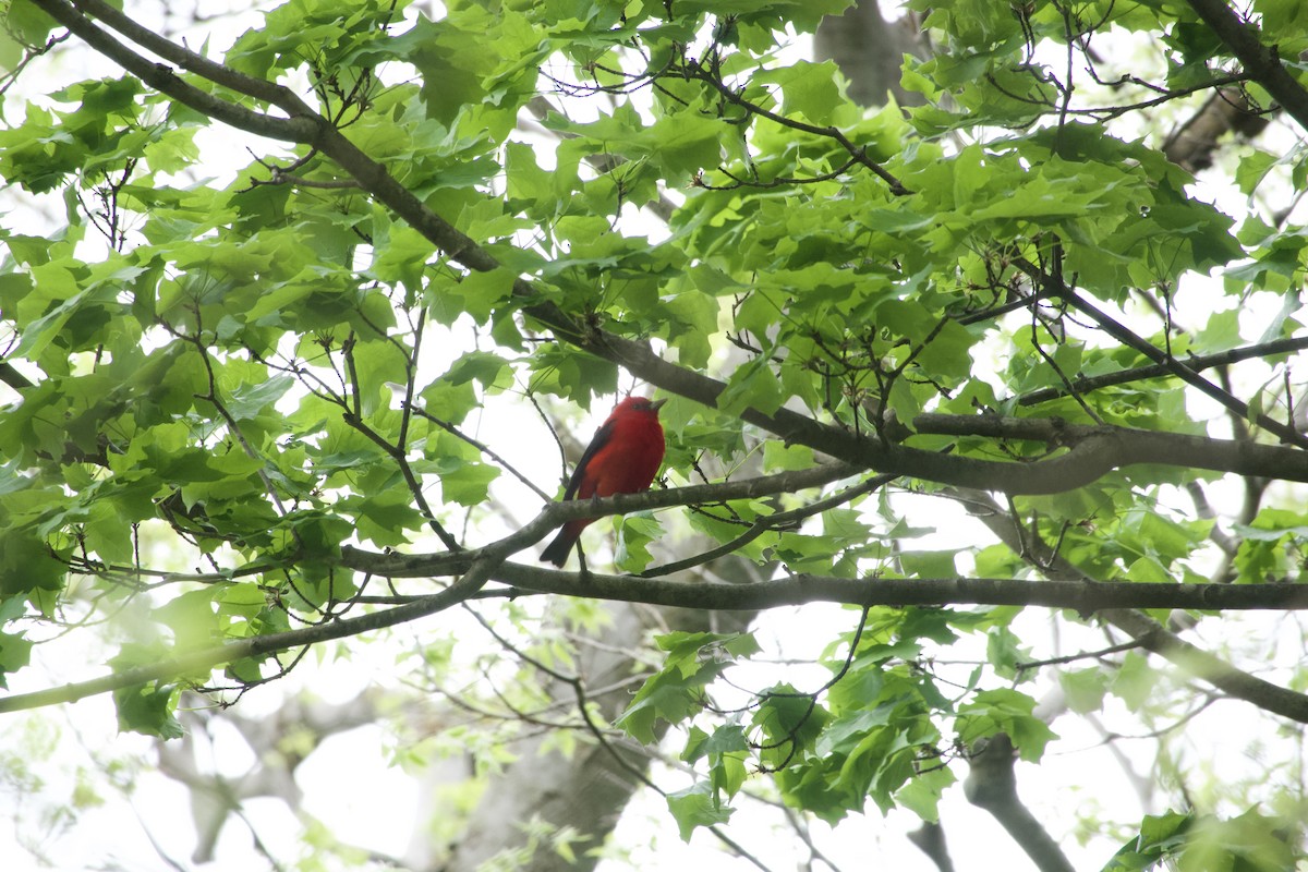 Scarlet Tanager - ML618730227
