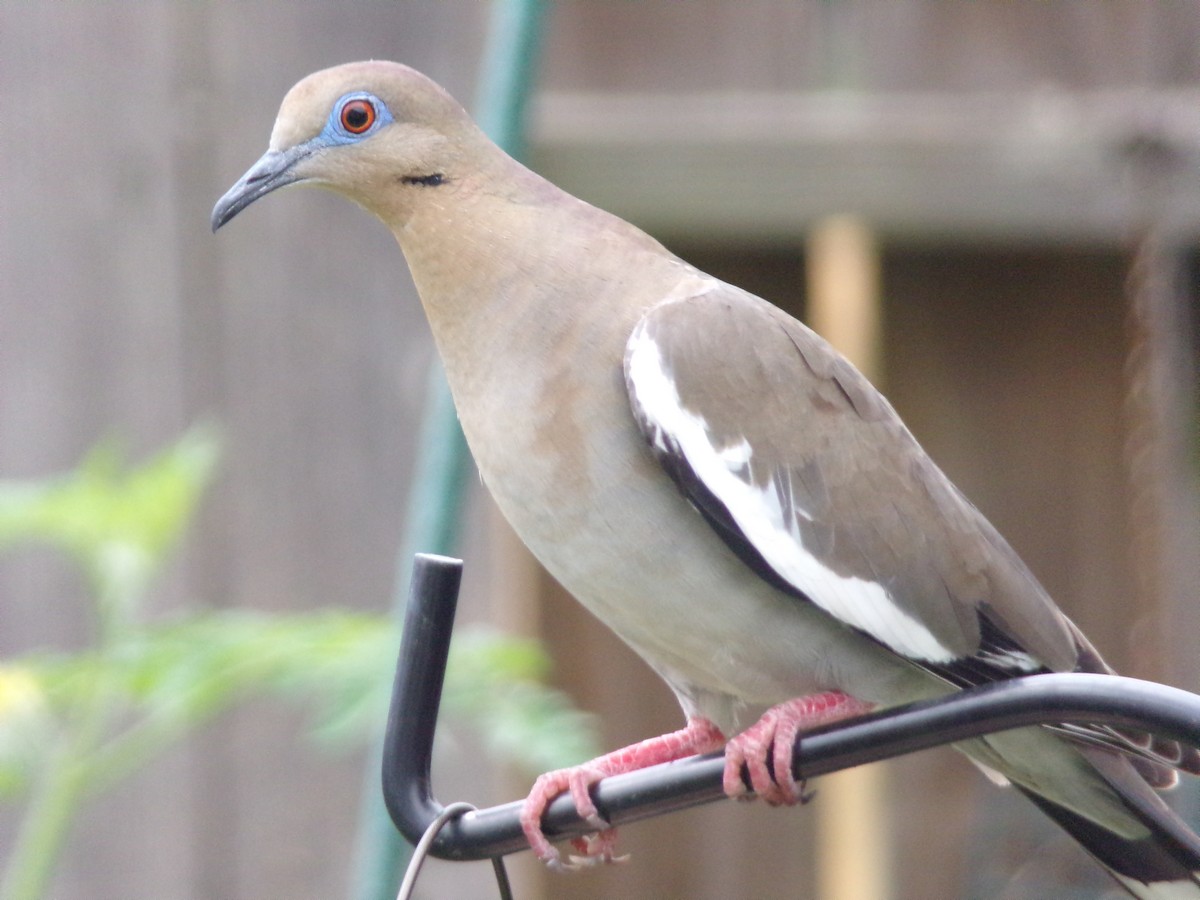 White-winged Dove - ML618730231