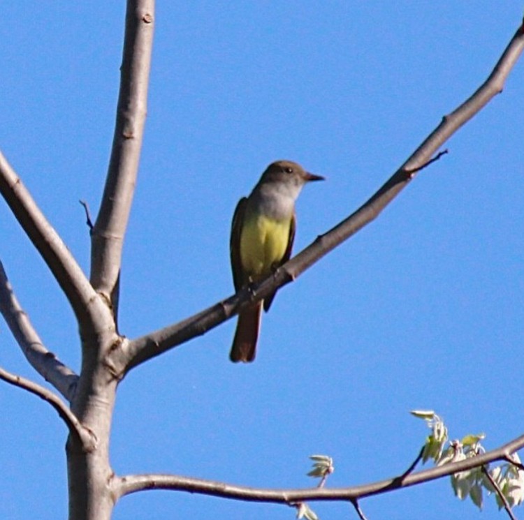 Great Crested Flycatcher - ML618730260