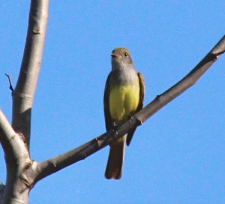 Great Crested Flycatcher - ML618730261