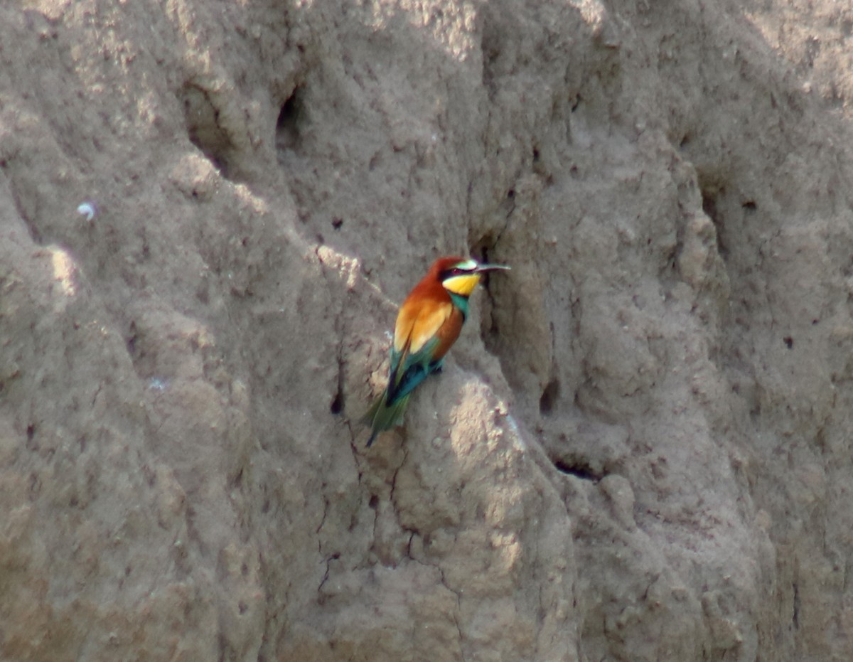 European Bee-eater - ML618730277