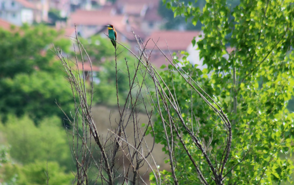 European Bee-eater - Zorana Nikodijevic