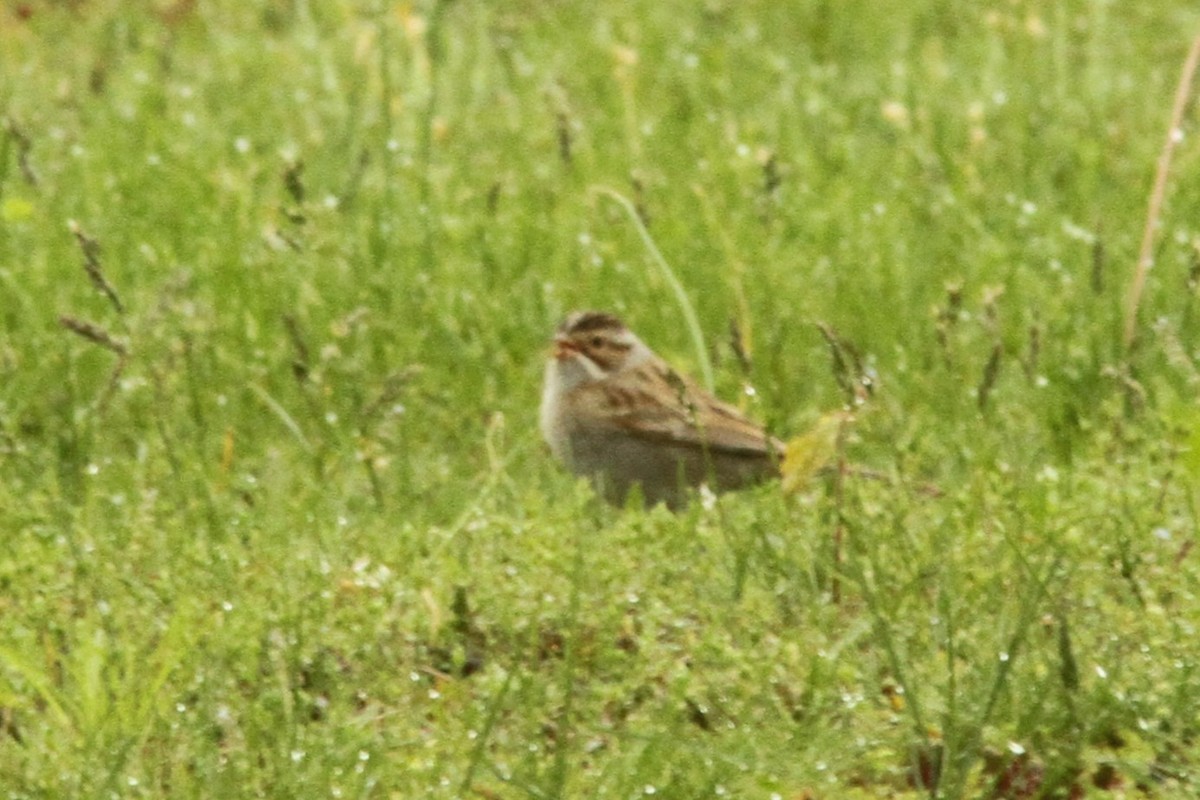 Clay-colored Sparrow - ML618730293