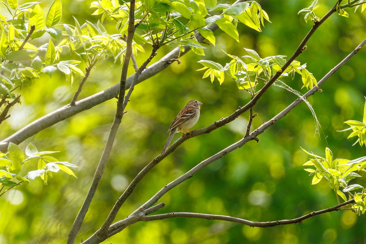 Field Sparrow - ML618730304