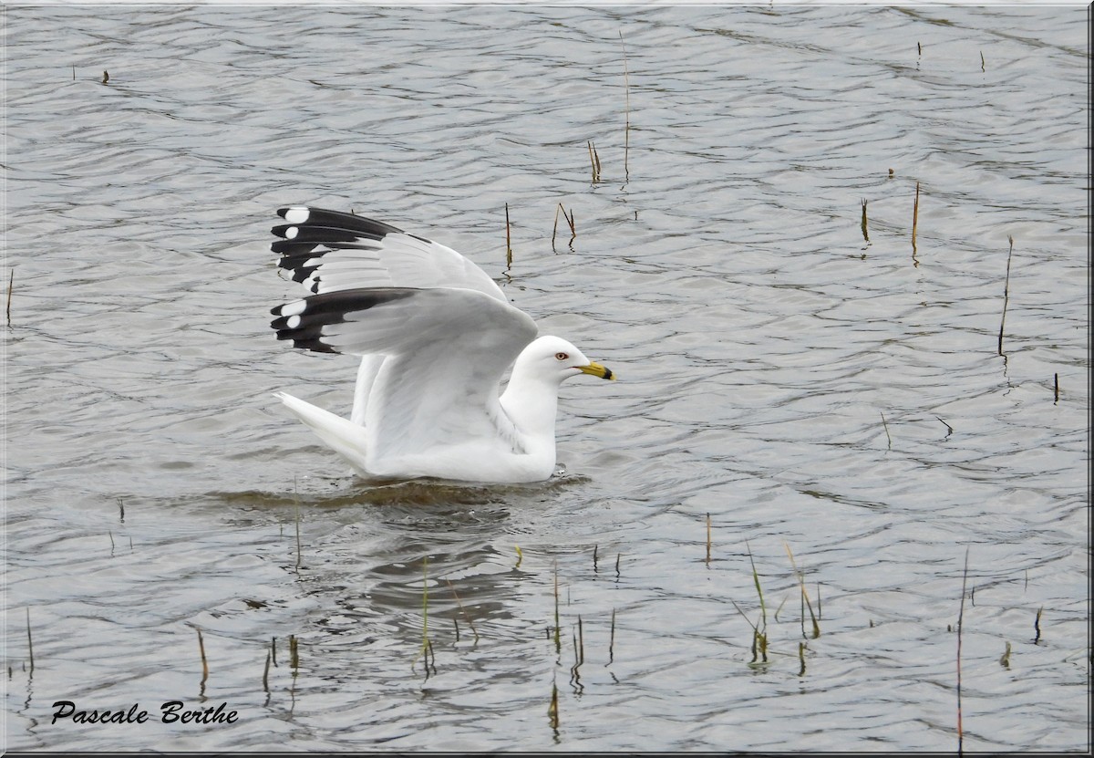 Ring-billed Gull - Pascale Berthe