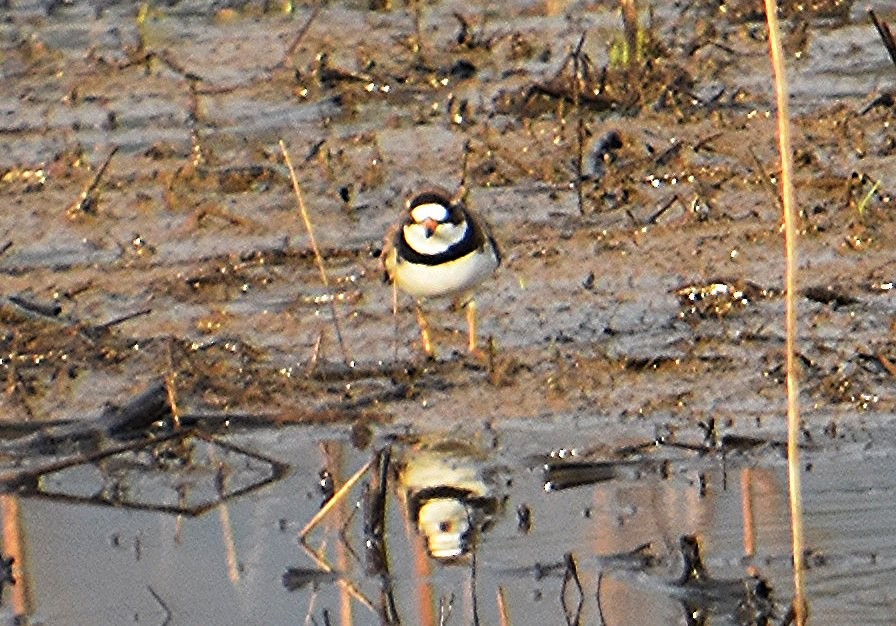 Semipalmated Plover - ML618730328