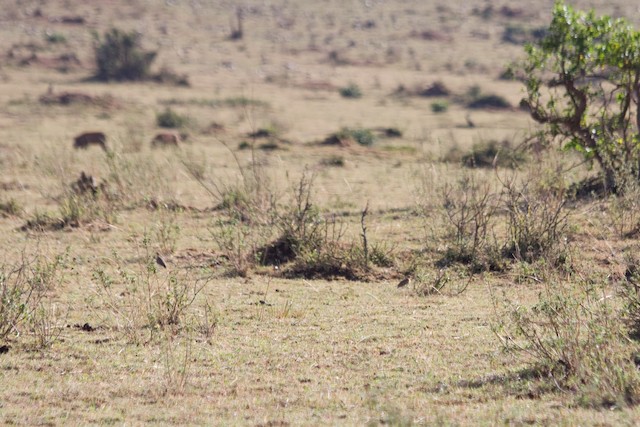 Habitat: Tropical grasslands in scrub savanna. - Temminck's Courser - 