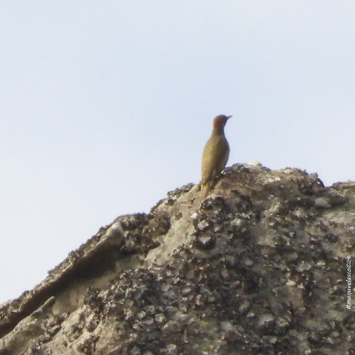 Iberian Green Woodpecker - ML618730375
