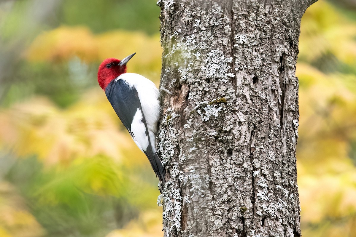 Red-headed Woodpecker - ML618730394