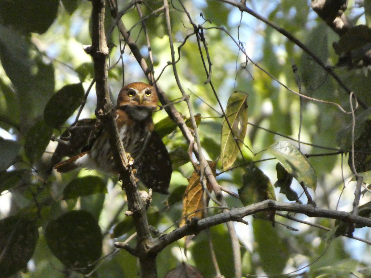 Ferruginous Pygmy-Owl - ML618730395