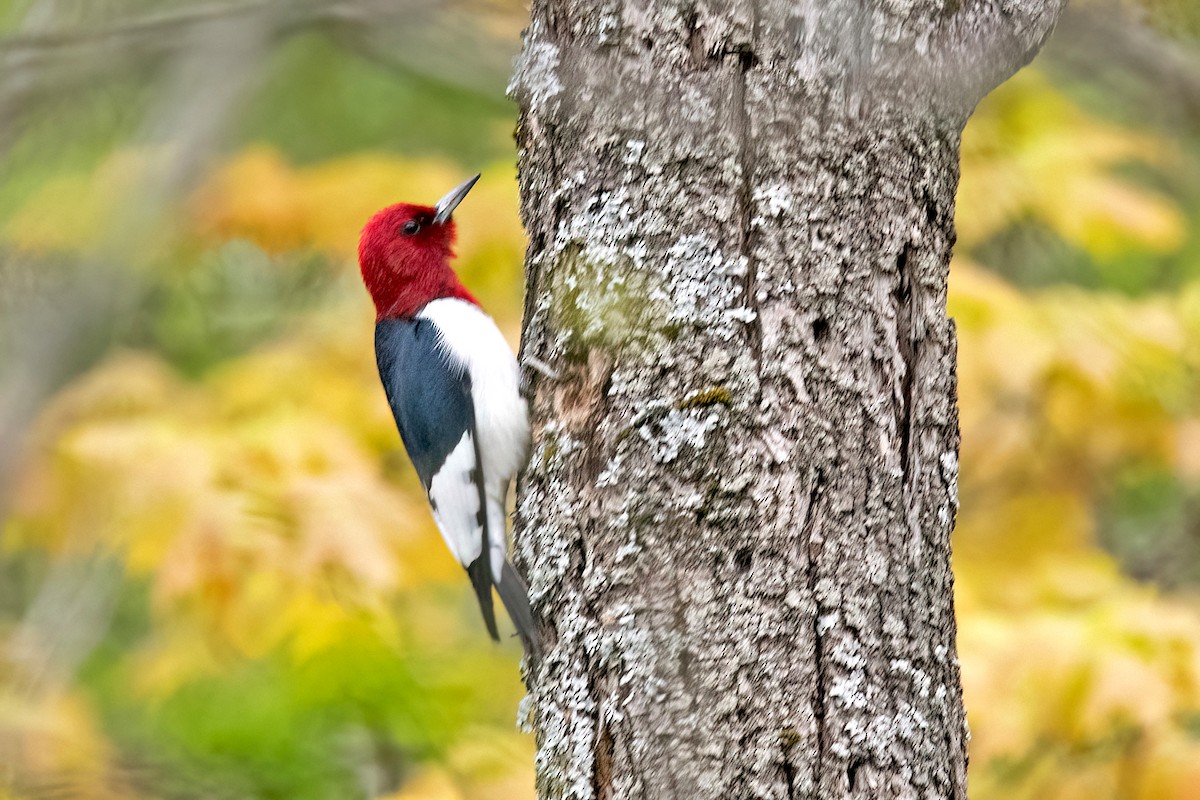 Red-headed Woodpecker - ML618730396