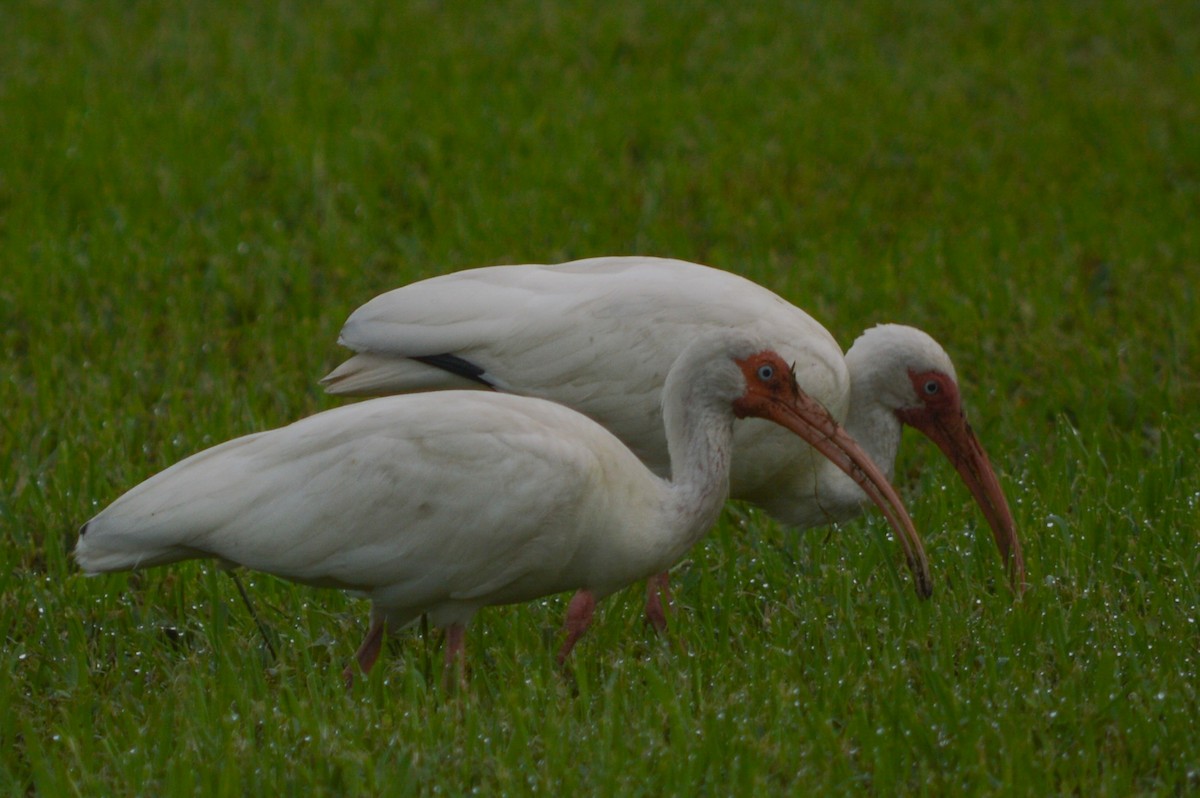 ibis bílý - ML618730426
