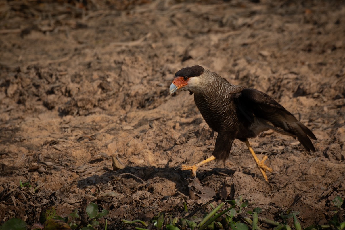 Crested Caracara (Southern) - ML618730428