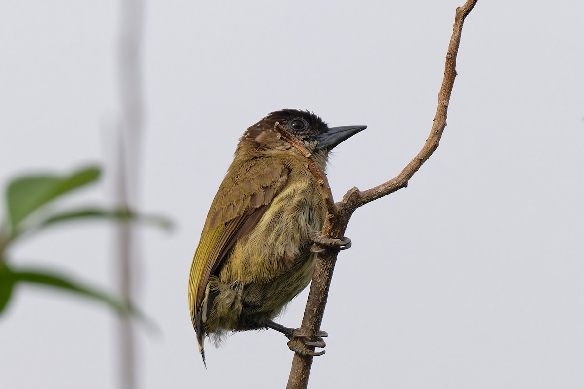 Olivaceous Piculet - ML618730439
