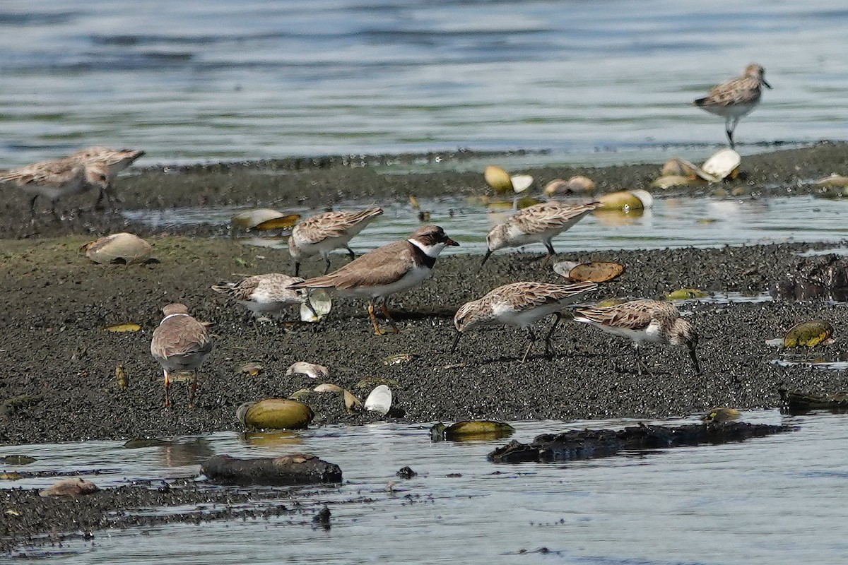 Semipalmated Plover - ML618730471
