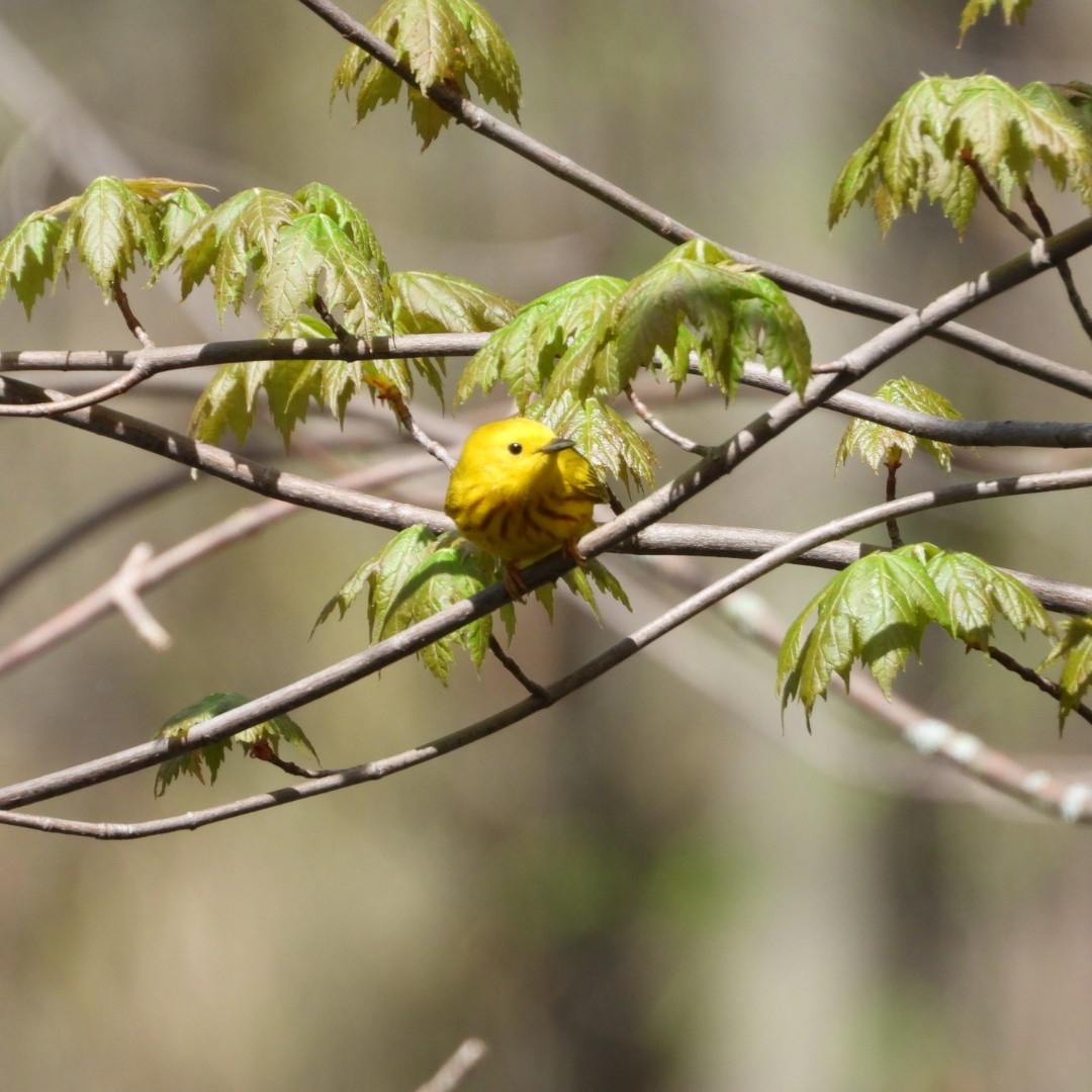 Yellow Warbler - ML618730476