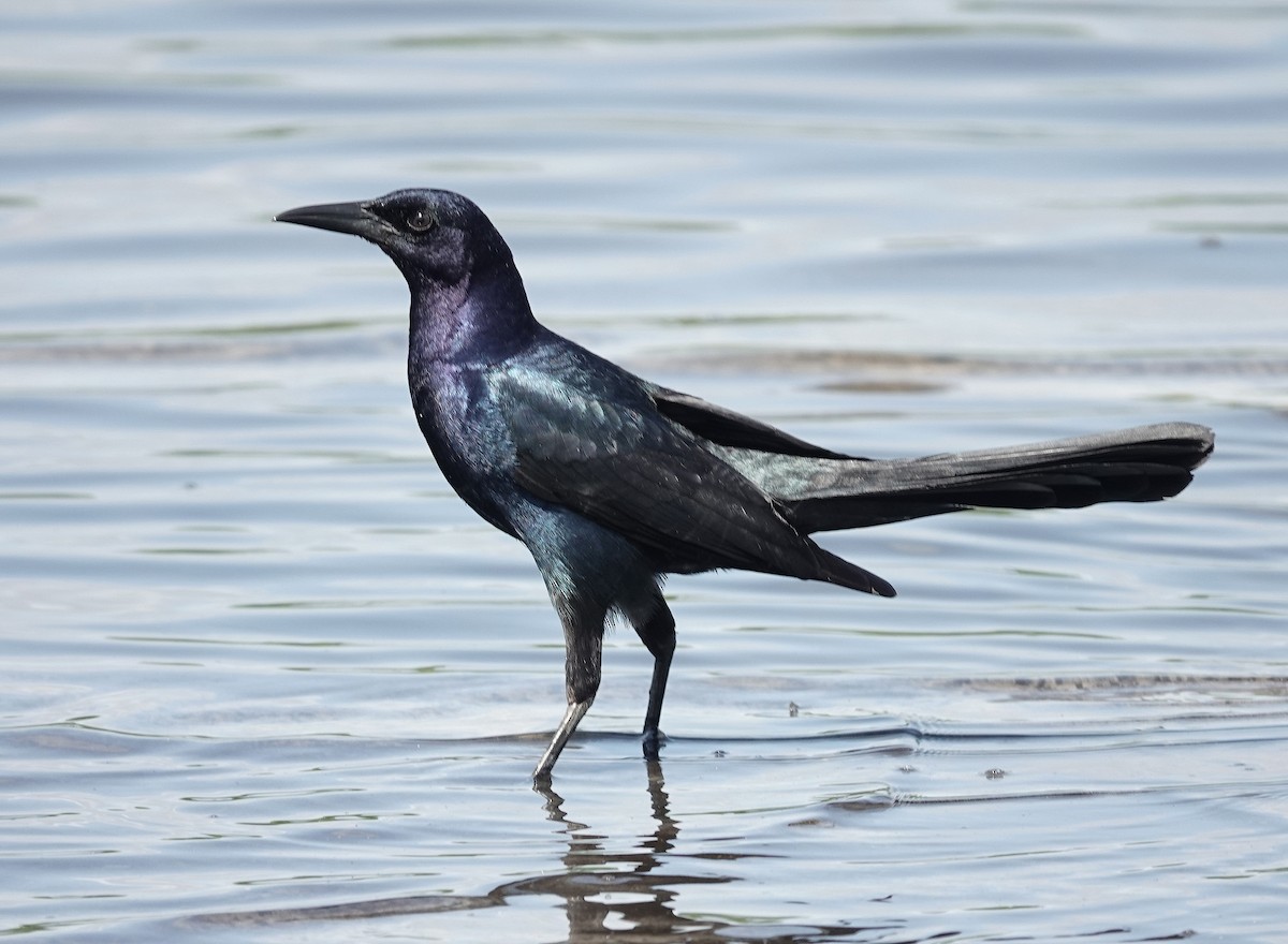 Boat-tailed Grackle - ML618730519
