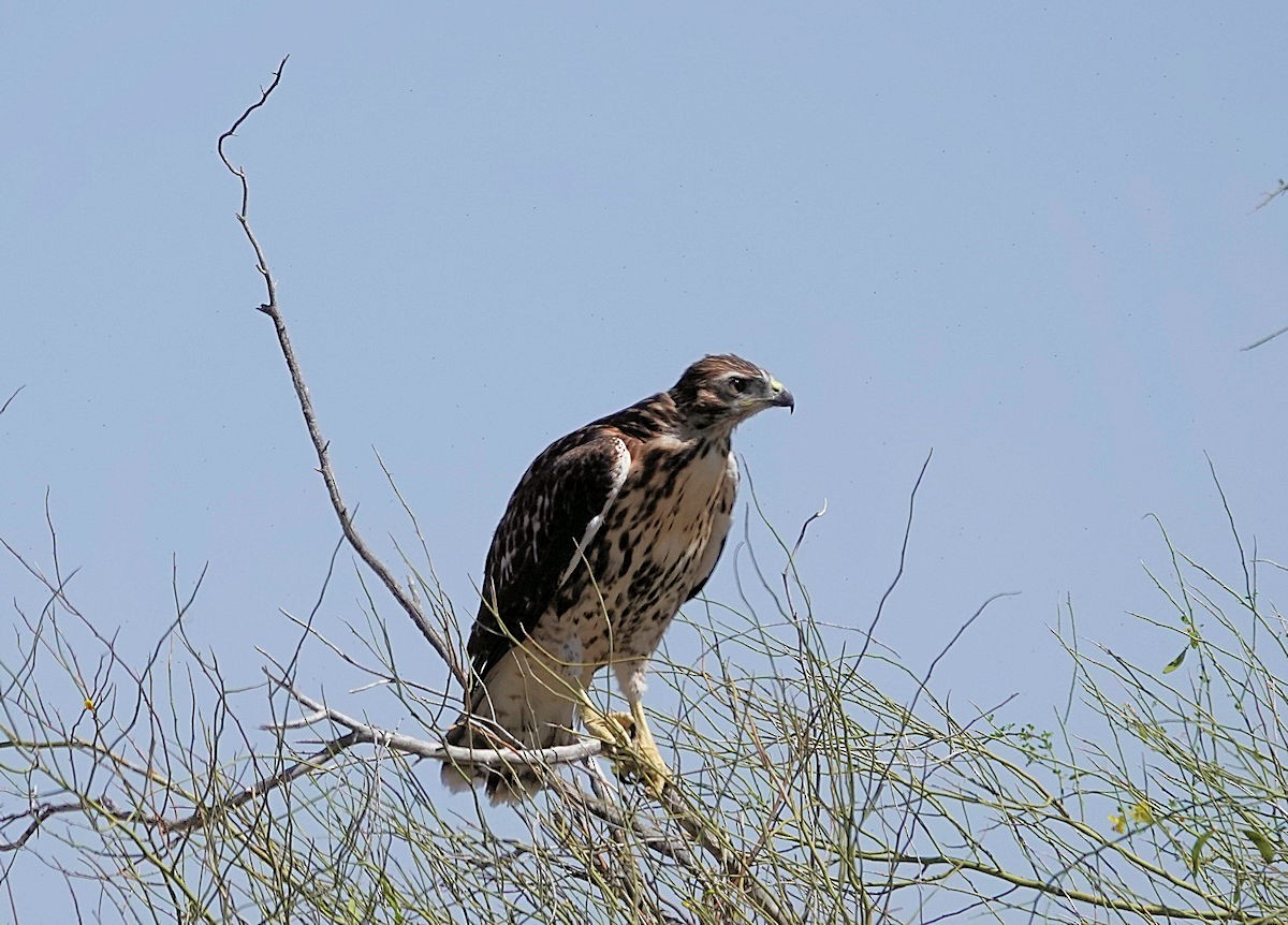 Red-tailed Hawk - ML618730521