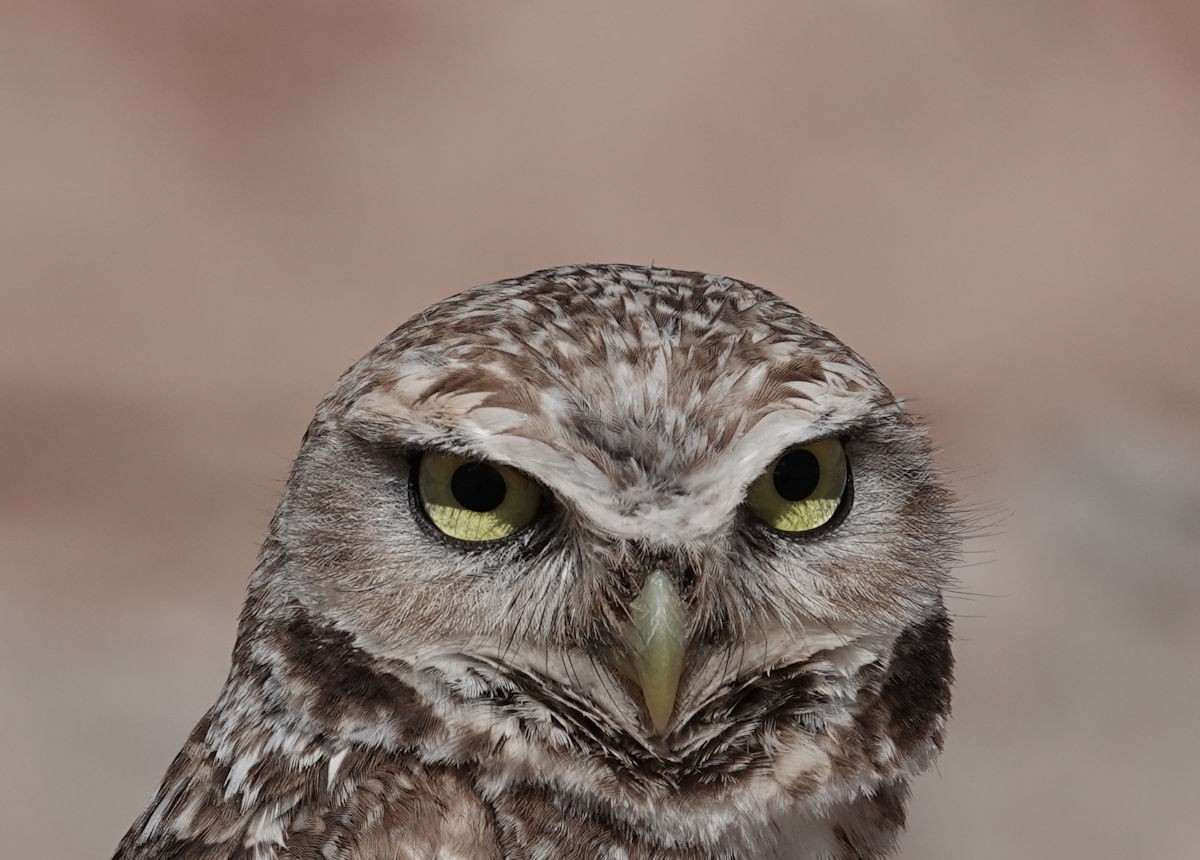 Burrowing Owl - ML618730526