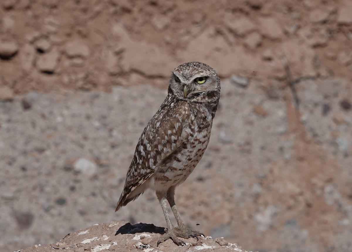 Burrowing Owl - ML618730529