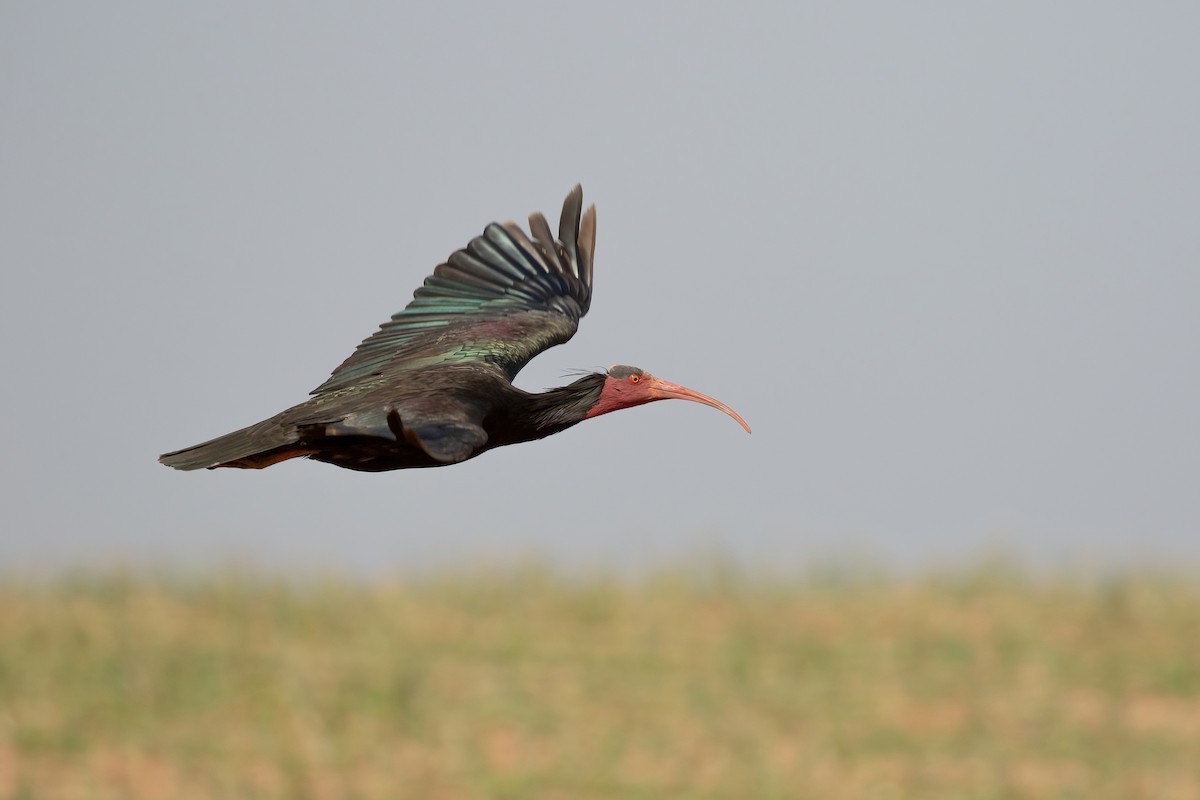 skallet ibis - ML618730533