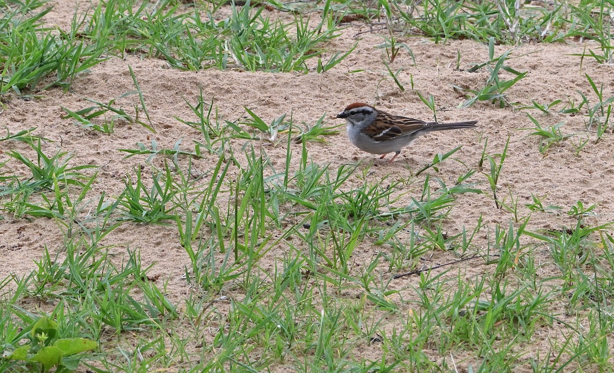 Chipping Sparrow - ML618730584