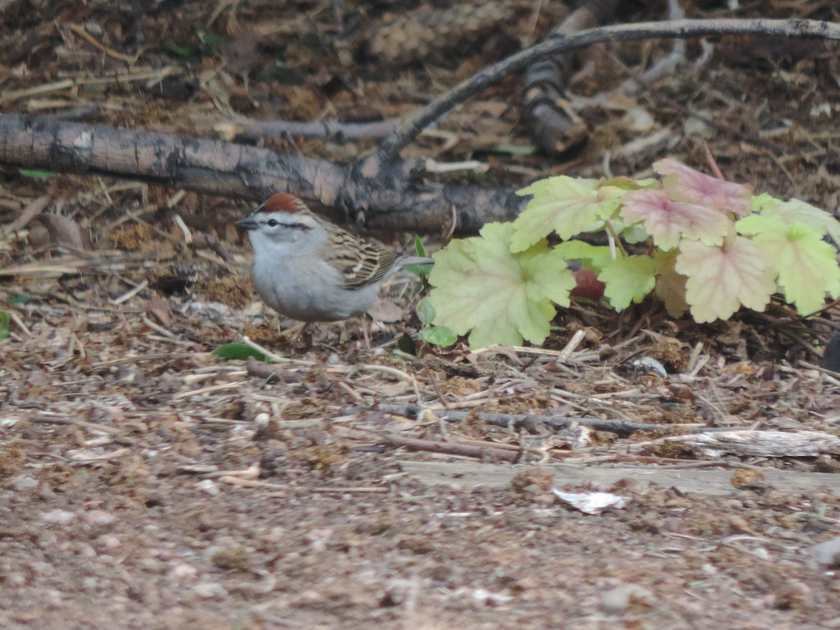 Chipping Sparrow - ML618730637