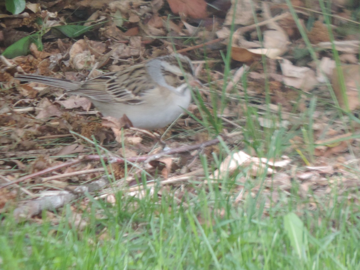 Clay-colored Sparrow - ML618730644