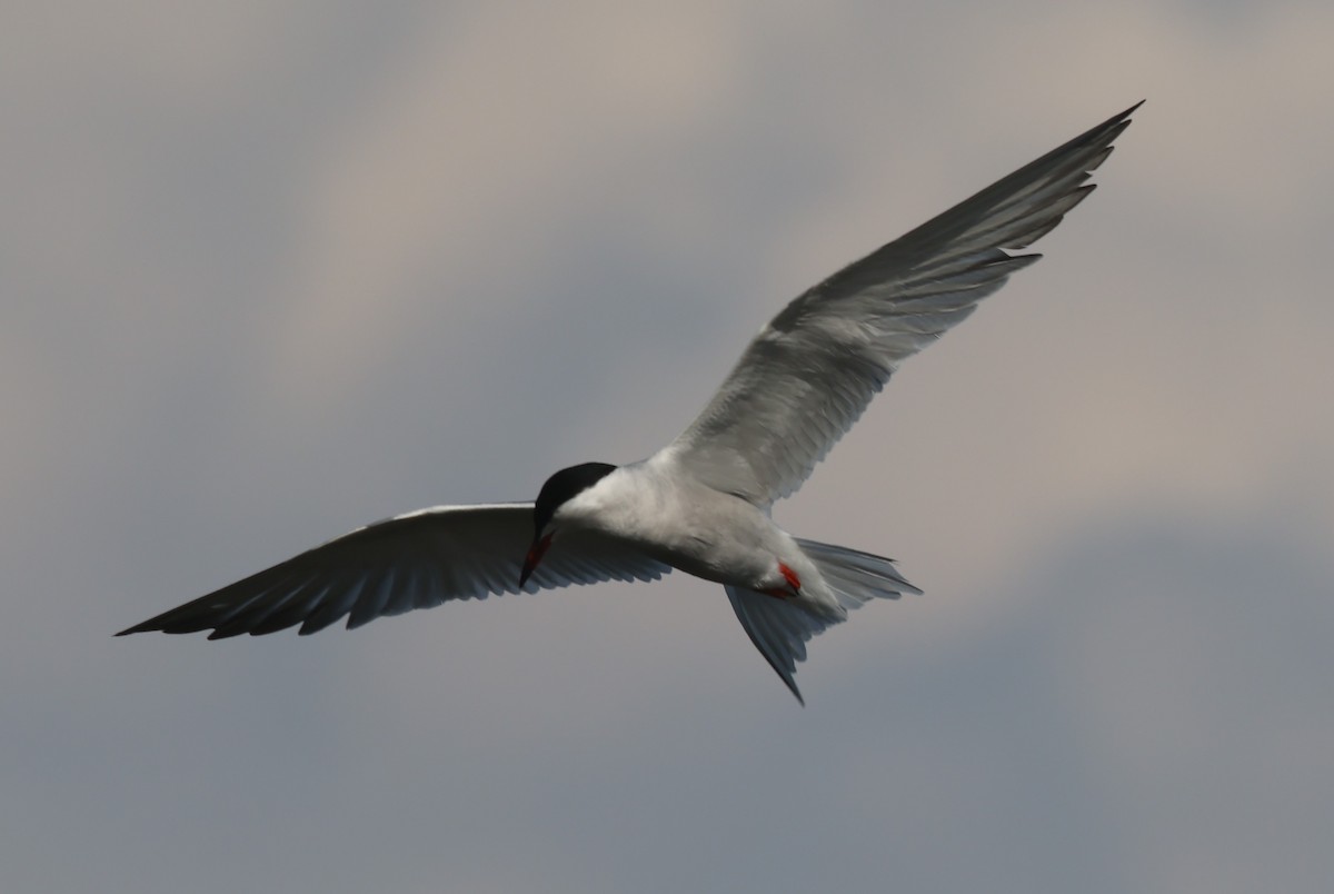 Common Tern (hirundo/tibetana) - ML618730649