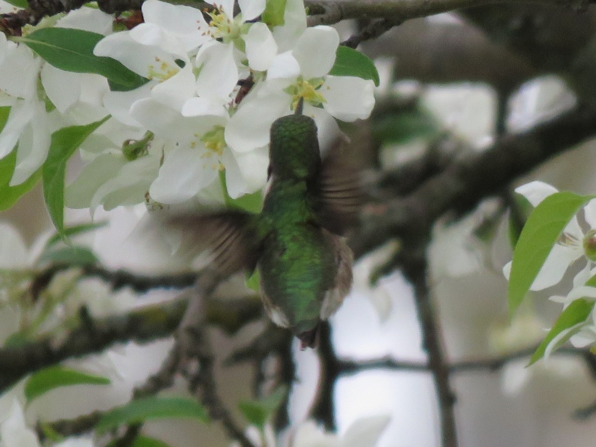 Ruby-throated Hummingbird - ML618730654
