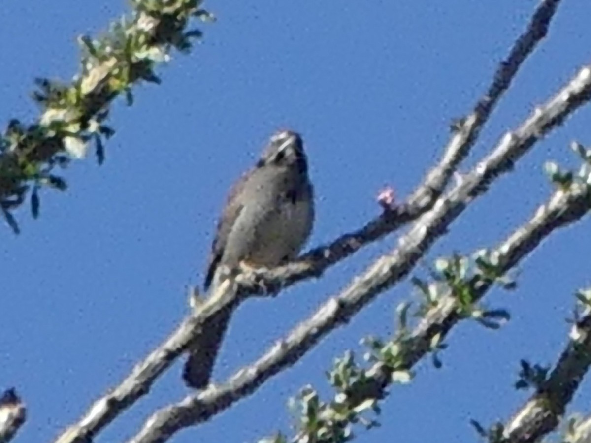 Five-striped Sparrow - ML618730655