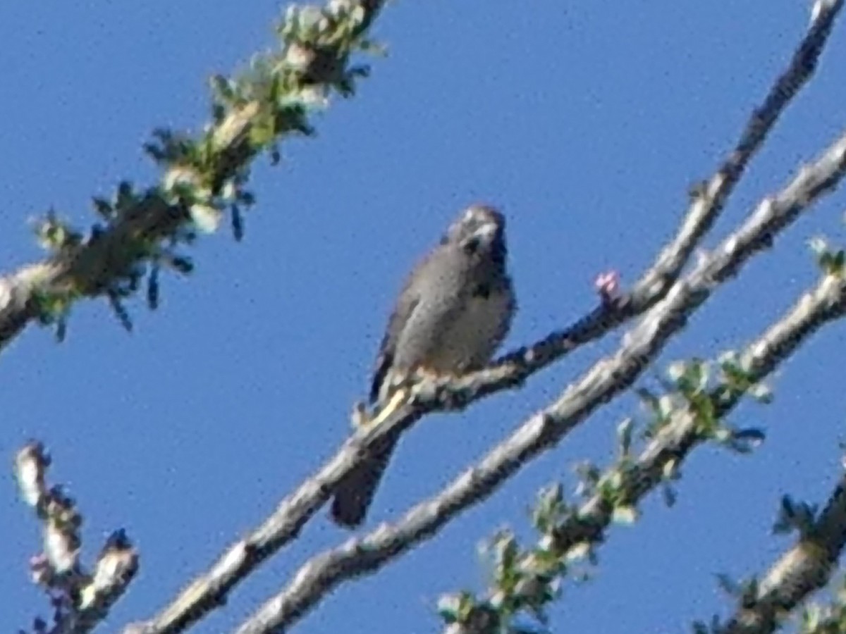 Five-striped Sparrow - ML618730657