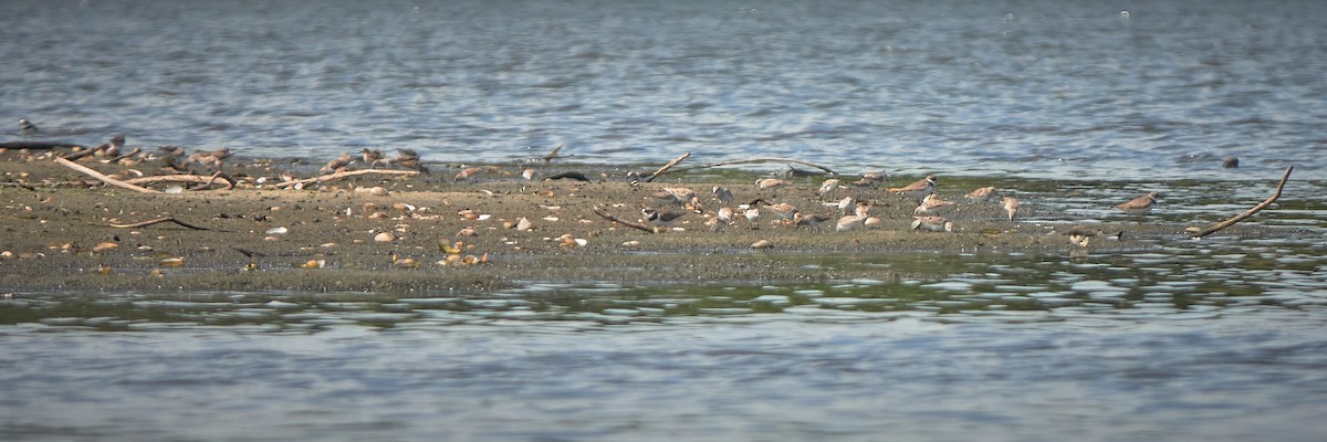 Semipalmated Plover - ML618730678