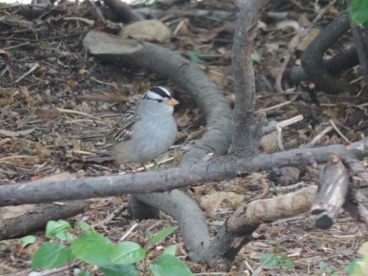 White-crowned Sparrow - ML618730680