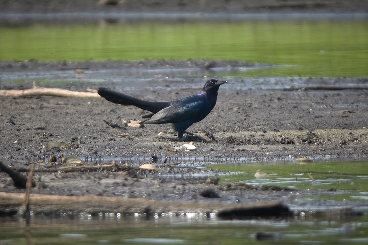 Boat-tailed Grackle - ML618730722