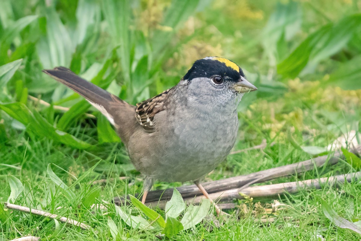 Golden-crowned Sparrow - ML618730755
