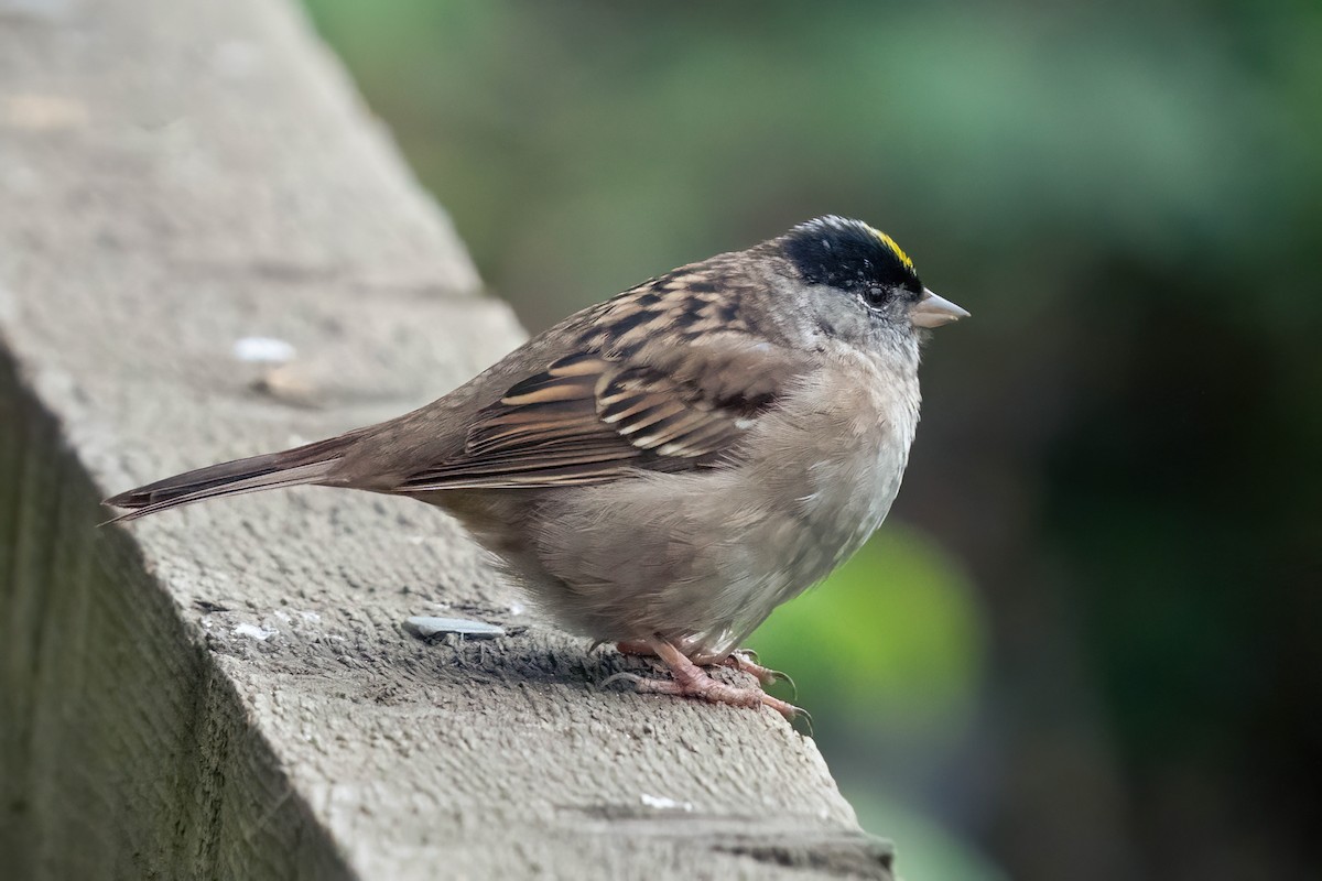 Golden-crowned Sparrow - ML618730756