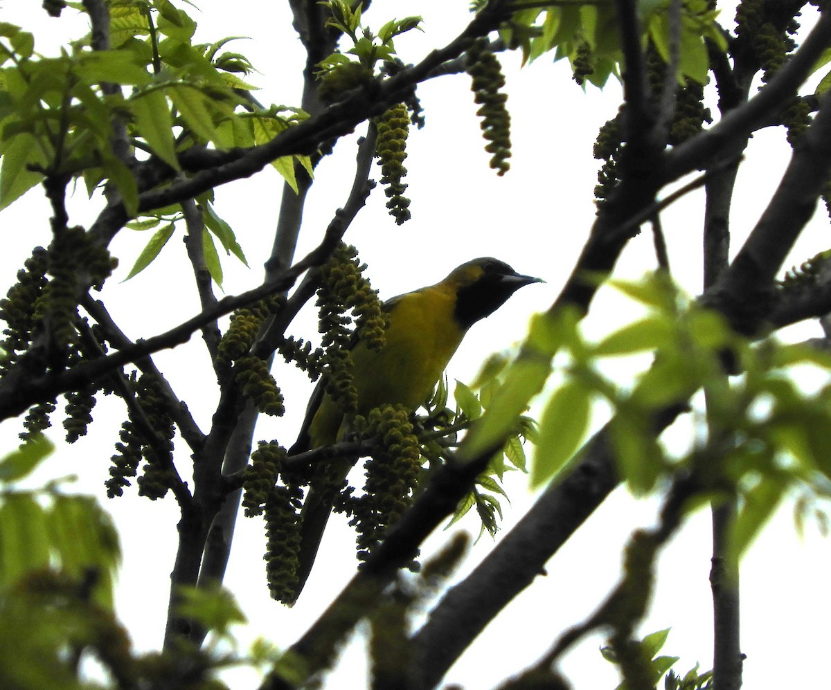 Orchard Oriole - ML618730793