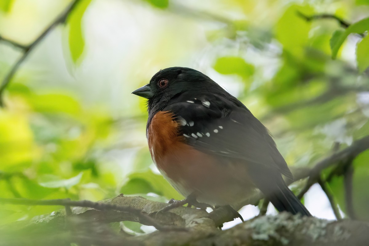 Spotted Towhee - ML618730801